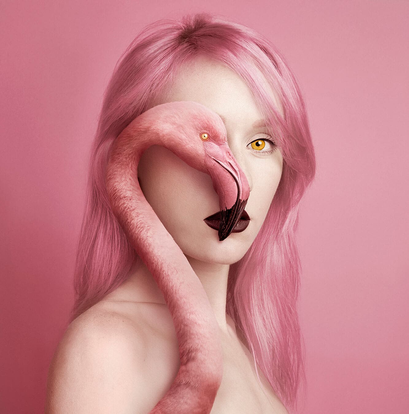 Flamingo copy