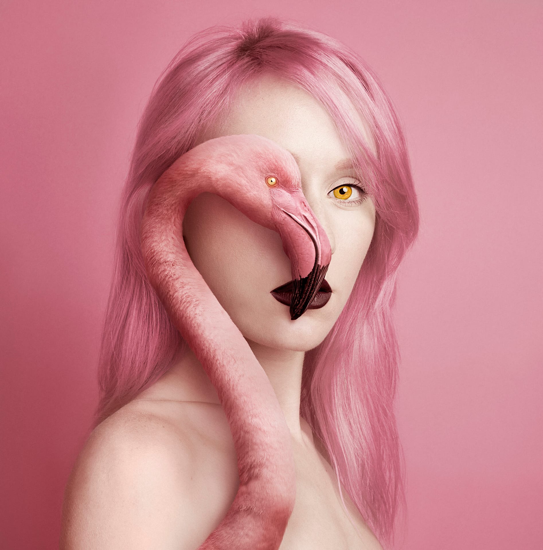 Flamingo